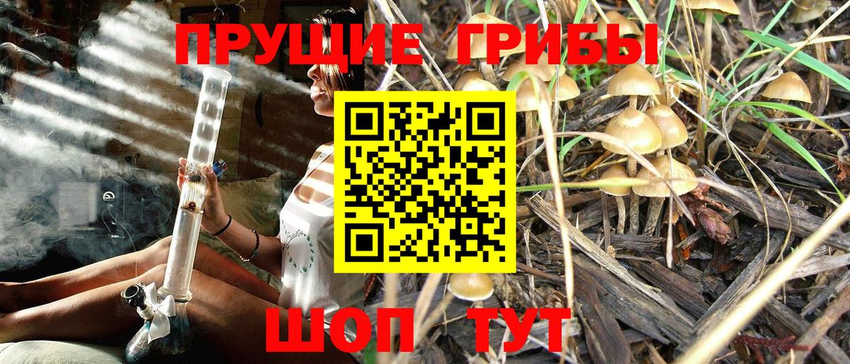 Галлюциногенные грибы Psilocybe Сатка